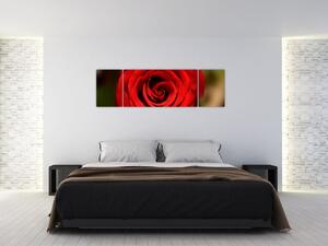 Detail ruže - obraz (Obraz 170x50cm)