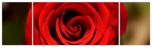 Detail ruže - obraz (Obraz 170x50cm)