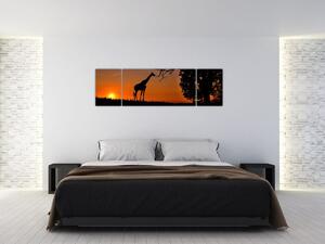 Obraz žirafy v prírode (Obraz 170x50cm)