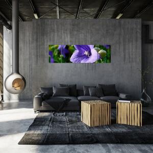 Kvety - obraz (Obraz 170x50cm)