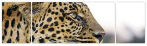 Leopard - obraz (Obraz 170x50cm)