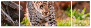 Mláďa leoparda - obraz do bytu (Obraz 170x50cm)