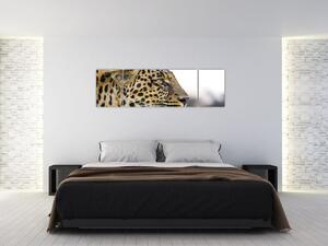 Leopard - obraz (Obraz 170x50cm)