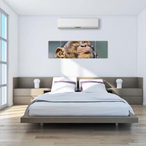 Opica - obrazy (Obraz 170x50cm)