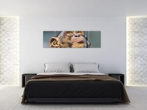 Opica - obrazy (Obraz 170x50cm)
