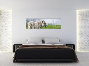 Tiger - obraz (Obraz 170x50cm)