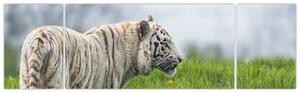 Tiger - obraz (Obraz 170x50cm)