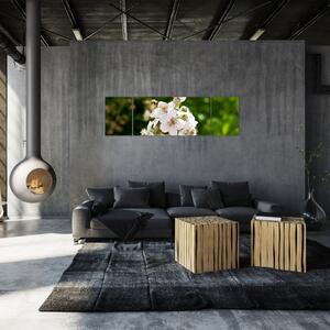 Kvetina - obraz (Obraz 170x50cm)