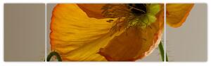 Žltý kvet - obraz (Obraz 170x50cm)