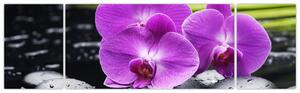 Obraz - orchidea (Obraz 170x50cm)