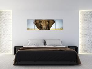 Slon - obraz (Obraz 170x50cm)