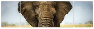 Slon - obraz (Obraz 170x50cm)