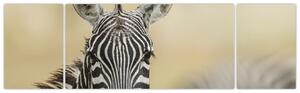 Zebra - obraz (Obraz 170x50cm)