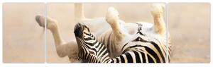 Obraz zebry (Obraz 170x50cm)