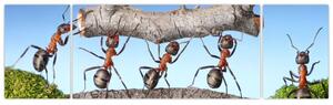 Obraz mravcov (Obraz 170x50cm)