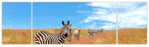 Zebra na ceste - obraz (Obraz 170x50cm)