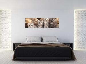 Mačiatka - obraz (Obraz 170x50cm)