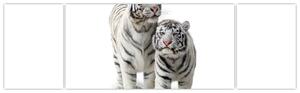 Tiger biely - obraz (Obraz 170x50cm)