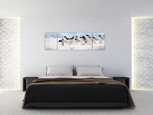 Tučniaci - obraz (Obraz 170x50cm)