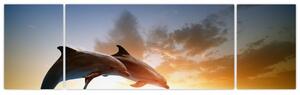 Delfíny - obraz (Obraz 170x50cm)