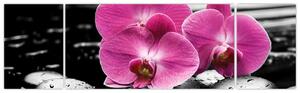 Obraz orchideí (Obraz 170x50cm)