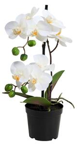 FLORISTA Orchidea v kvetináči 35 cm - biela