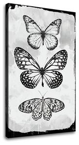Obraz na plátne MOTÝLE - 40x60 cm