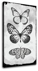 Obraz na plátne MOTÝLE - 40x60 cm