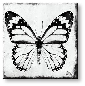 Obraz na plátne MOTÝĽ - 50x50 cm