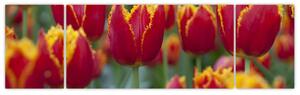 Tulipánové polia - obraz (Obraz 170x50cm)