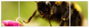 Včela - obraz (Obraz 170x50cm)