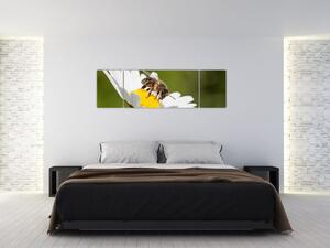 Včela na sedmokráske - obraz (Obraz 170x50cm)