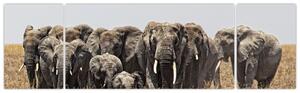 Stádo slonov - obraz (Obraz 170x50cm)