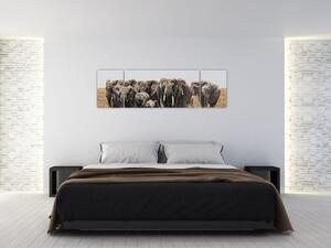 Stádo slonov - obraz (Obraz 170x50cm)