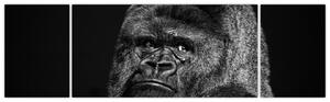 Obraz opice (Obraz 170x50cm)