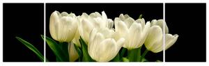 Biele tulipány - obraz (Obraz 170x50cm)