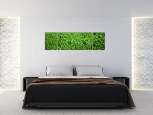 Detail trávy - obraz (Obraz 170x50cm)