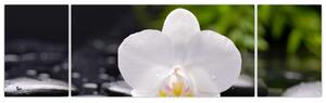 Fotka kvetu orchidey - obraz autá (Obraz 170x50cm)