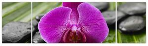 Orchidea - obraz (Obraz 170x50cm)