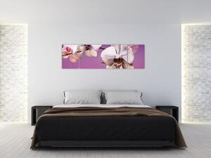 Moderné obrazy - orchidea (Obraz 170x50cm)