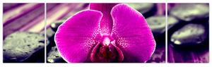 Obraz orchidey (Obraz 170x50cm)