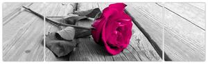 Obrazy kvetov - ruža (Obraz 170x50cm)