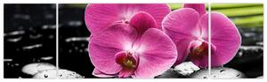Fotka orchidey (Obraz 170x50cm)