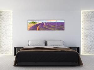 Levanduľové polia - obraz (Obraz 170x50cm)