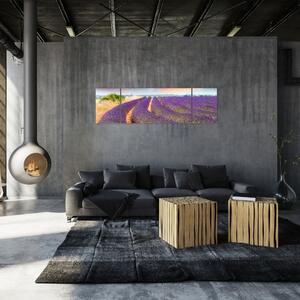 Levanduľové polia - obraz (Obraz 170x50cm)