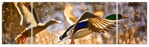 Letiaci kačice - obraz (Obraz 170x50cm)