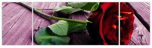 Ležiaci ruža - obraz (Obraz 170x50cm)