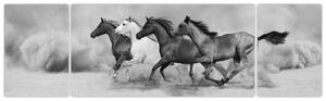 Obraz cválajúci koňov (Obraz 170x50cm)