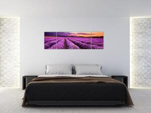 Levanduľové pole, obrazy (Obraz 170x50cm)