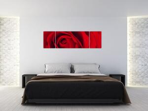 Detail červené ruže - obraz (Obraz 170x50cm)